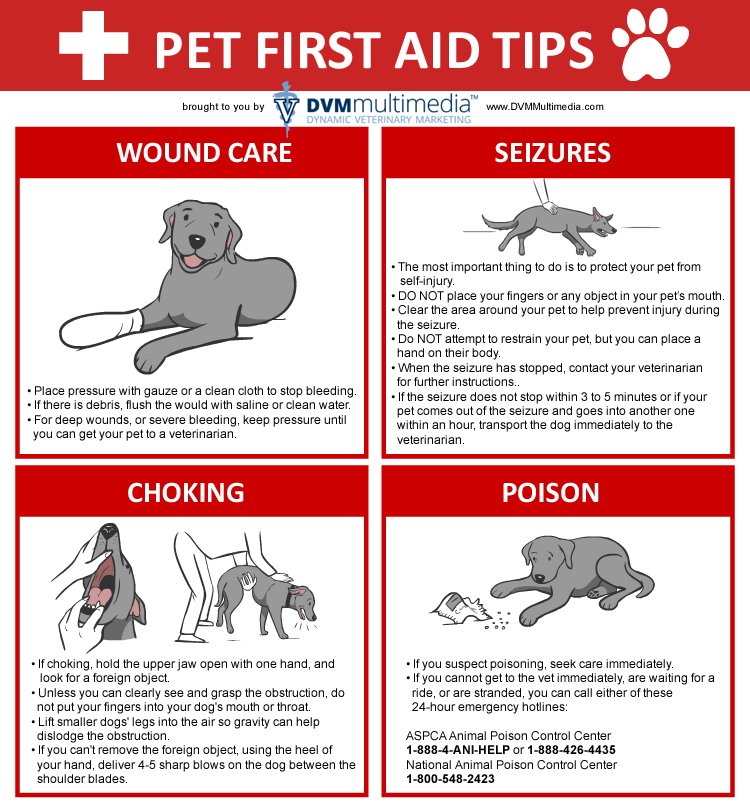 Pet First Aid Basics