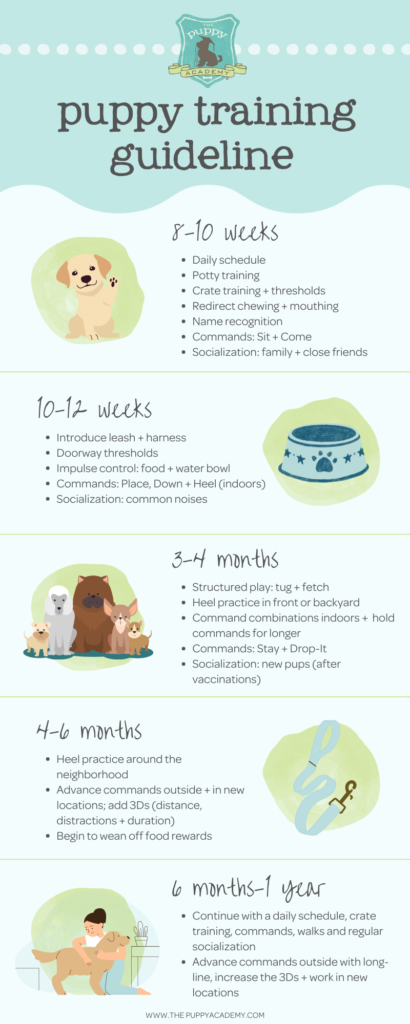 Dog Potty Training Stages
