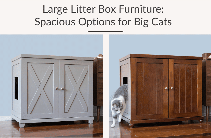 Cat Litter Furniture Needs