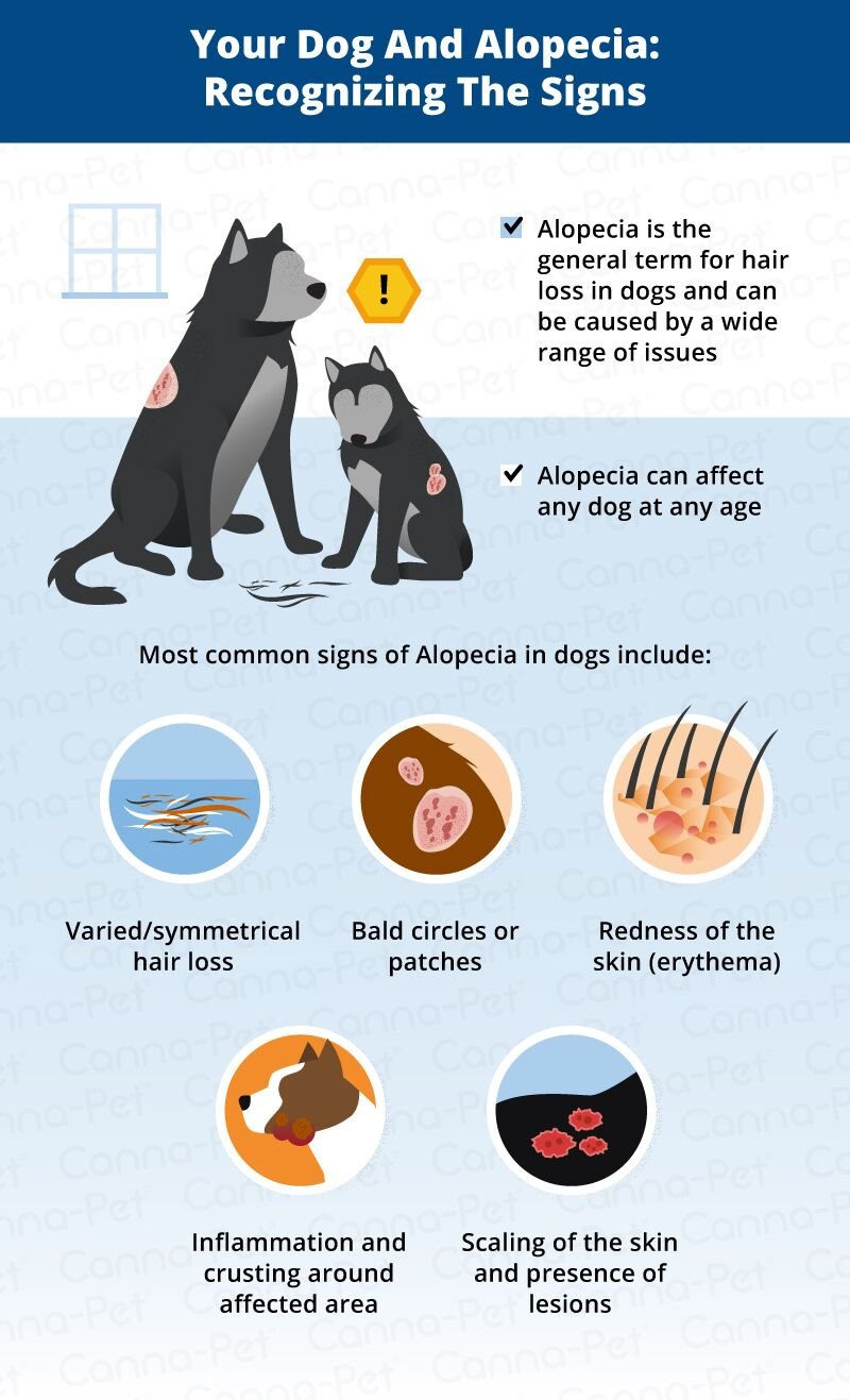 Dog Hair Loss Patches