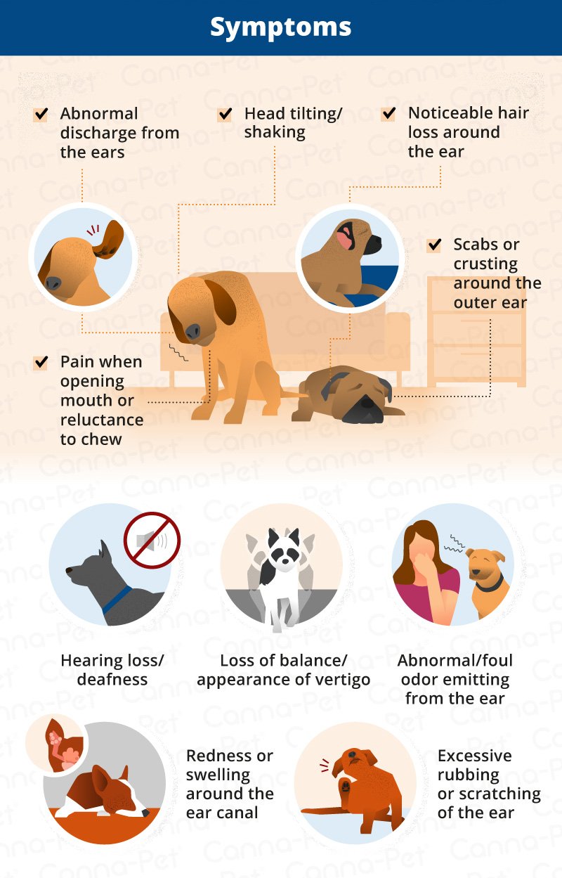 Dog Infection Signs