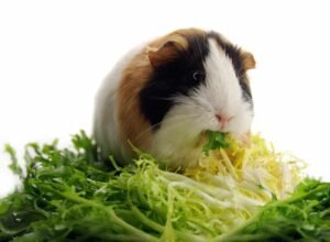 Guinea Pig Care Guide