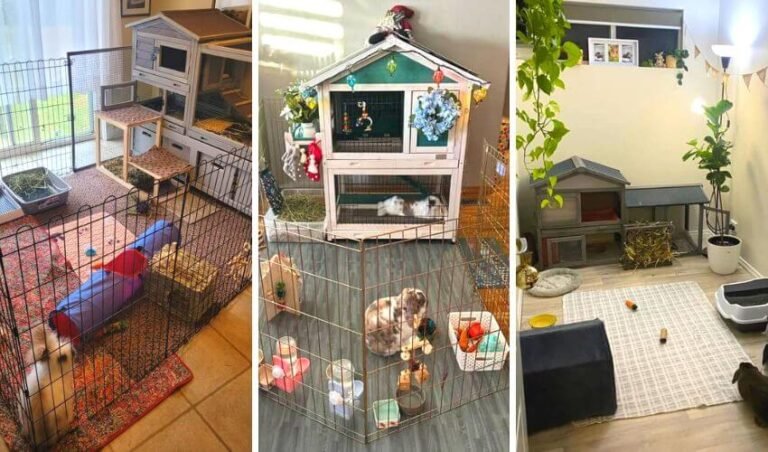 Rabbit Cage Setup Guide: Complete Setup Tips - pet traiers