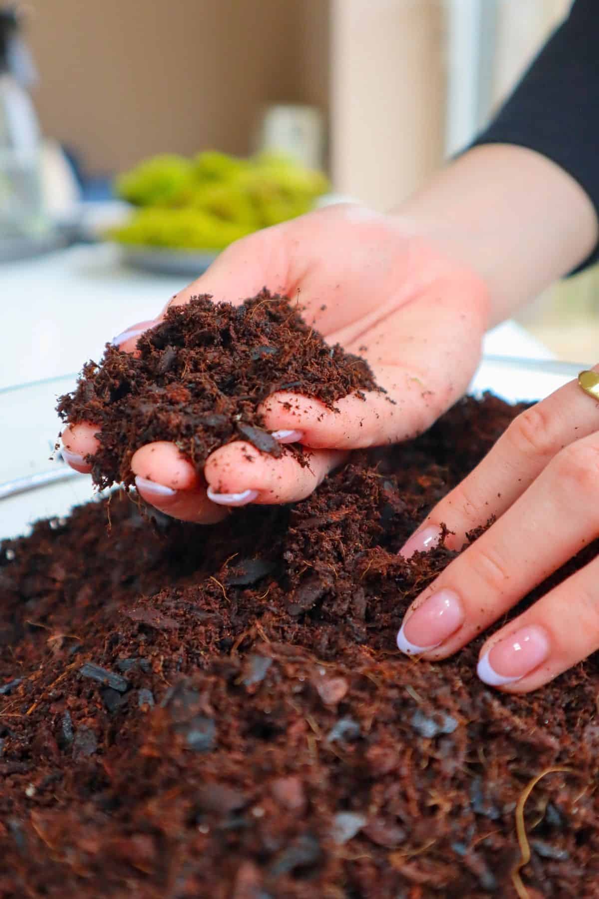 Terrarium Substrate Vs Sand