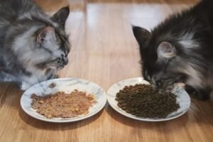 Dry Cat Food Vs Wet