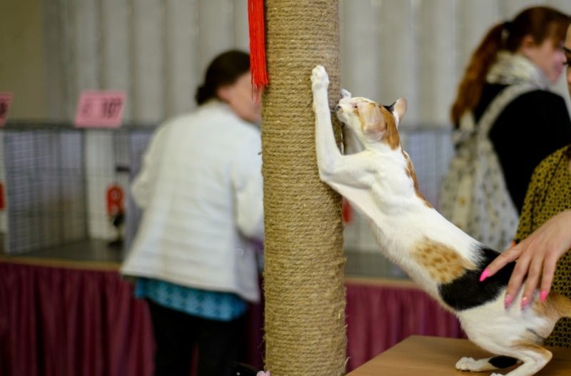 Scratching Post Vs Cat Tree