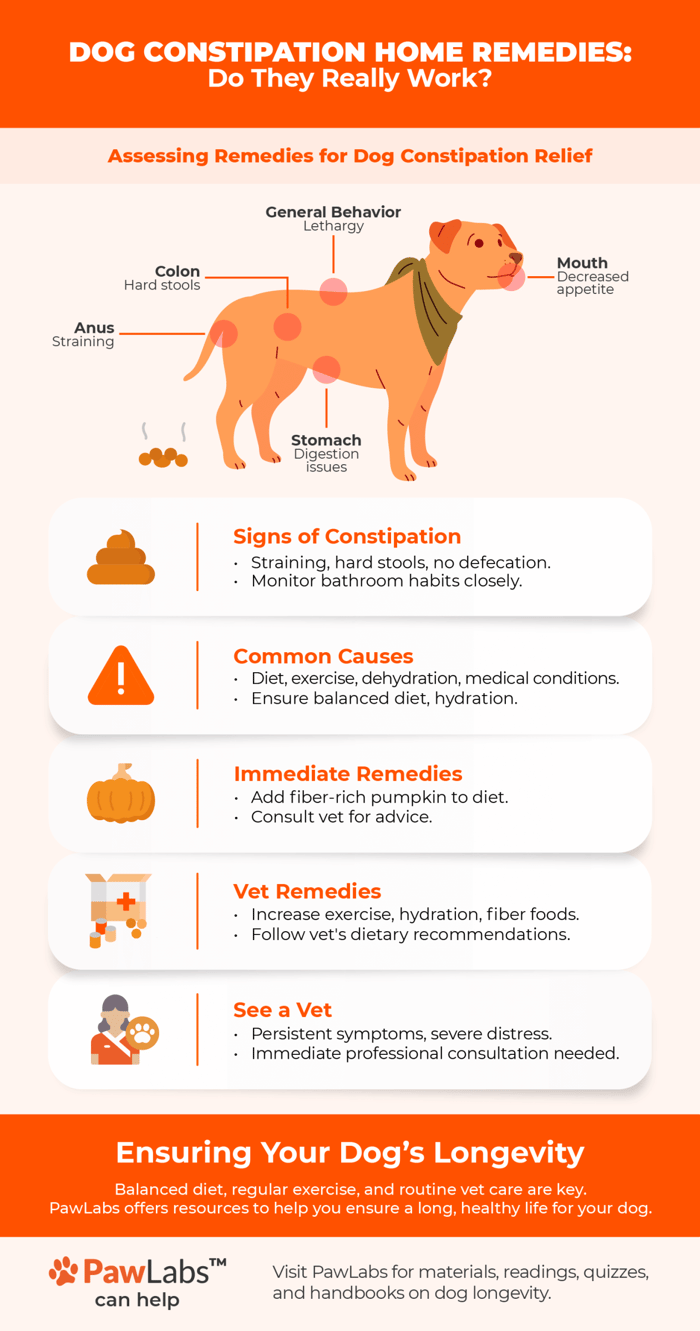 Dog Constipation Causes