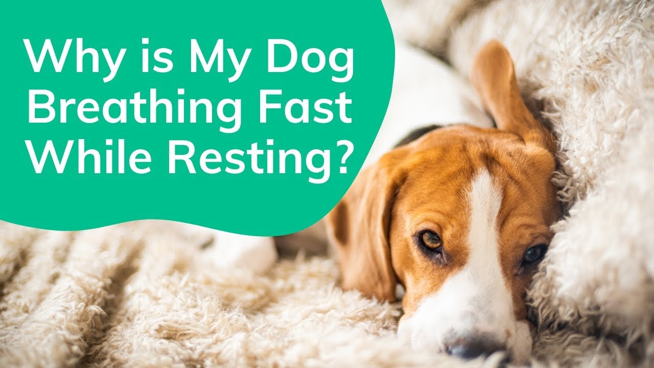 Dog Breathing Fast Resting