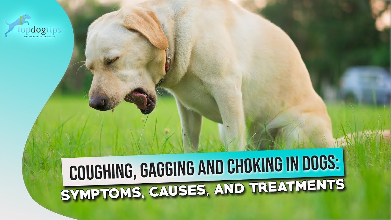 Dog Coughing Gagging