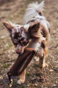 Adorable long-haired Chihuahua dog carrying a brown pouch on a gravel path outdoors.