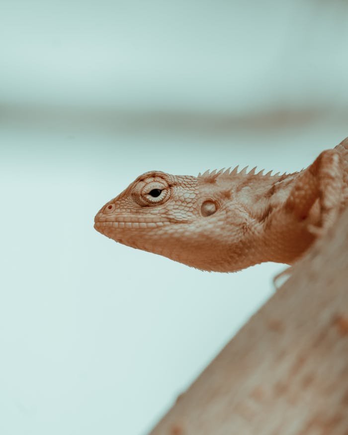 Close-up of an Oriental Garden Lizard on a branch showcasing its detailed scales in the wild.