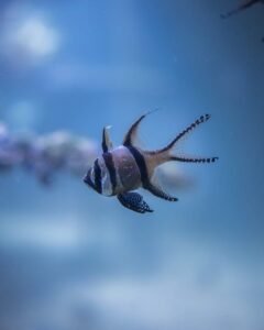 Close-up of Banggai Cardinalfish swimming in a serene aquarium setting.