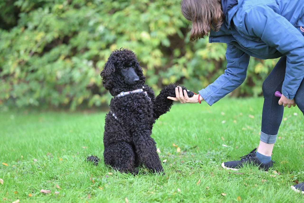 A black poodle dog shakes hands with its owner on a grassy field, showcasing a training moment.
