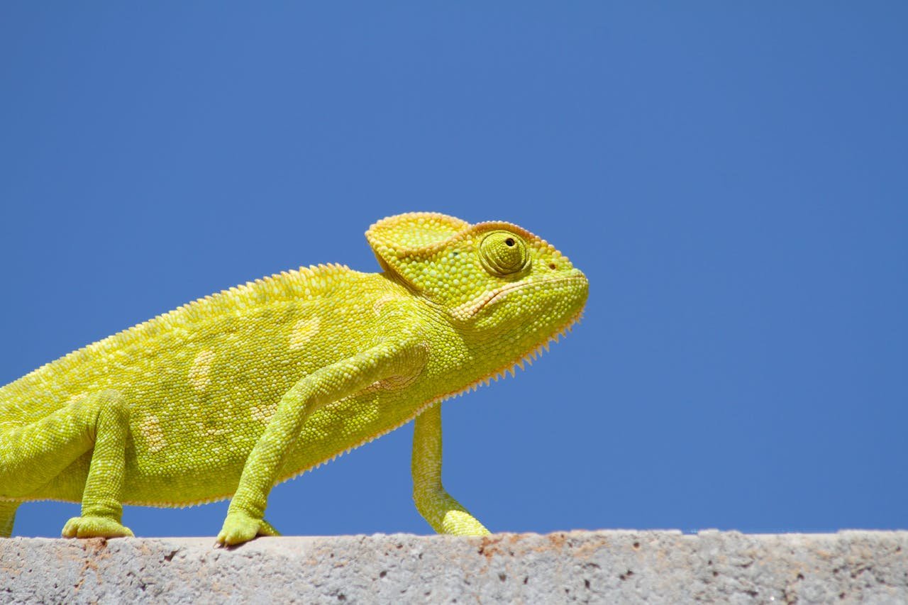 Stunning close-up of a green chameleon basking on a stone wall under a clear blue sky.