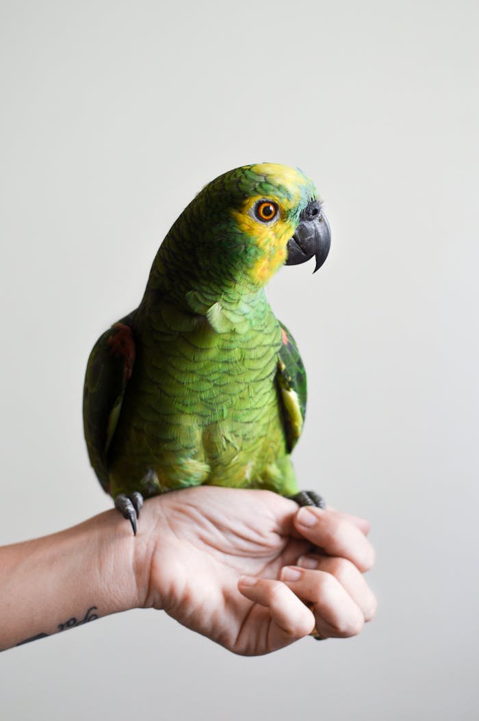 A vibrant green parrot sits gracefully on a human hand in an indoor setting.
