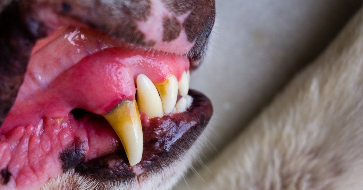 Dog Red Swollen Gums