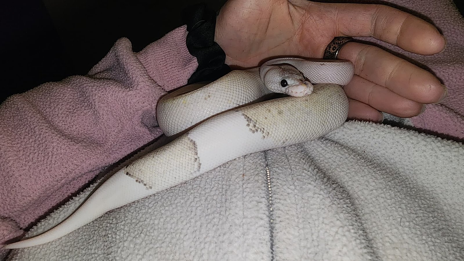 Reptile Sudden Death