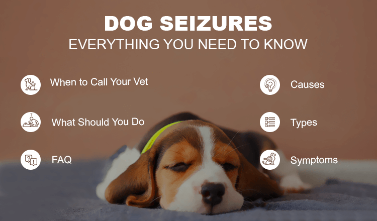 Dog Seizures Possible Causes