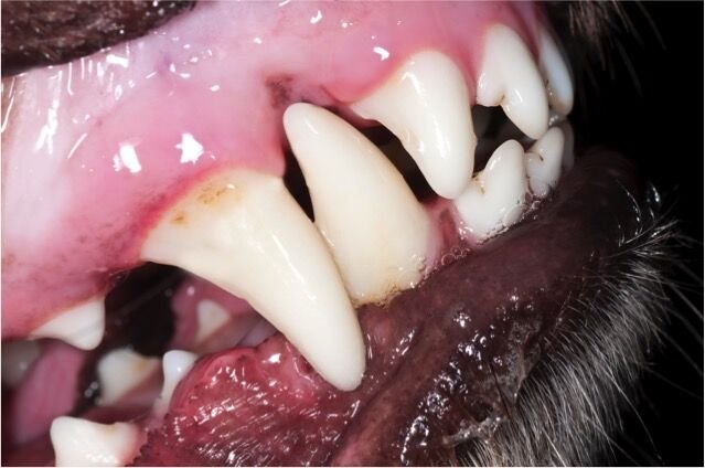 Dog Red Swollen Gums