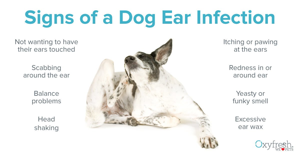 Dog Head Shaking Often