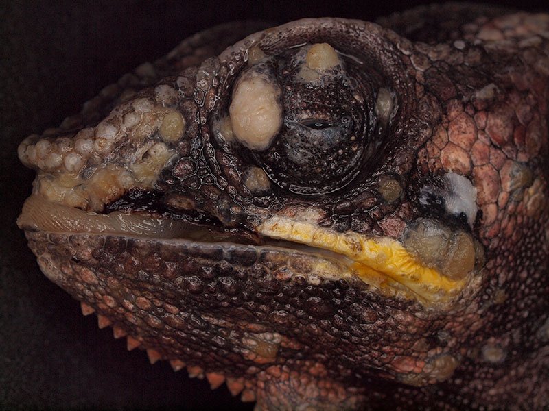 Reptile Infection Signs