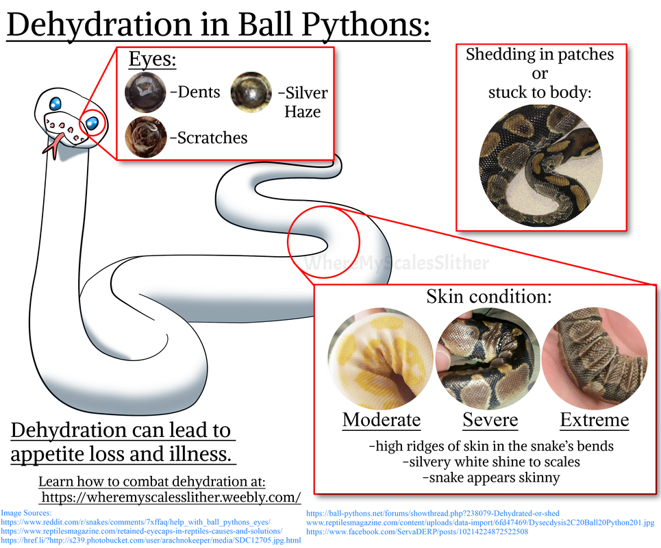 Reptile Dehydration Signs