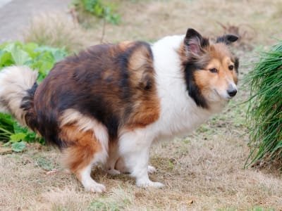 Dog Diarrhea Common Causes