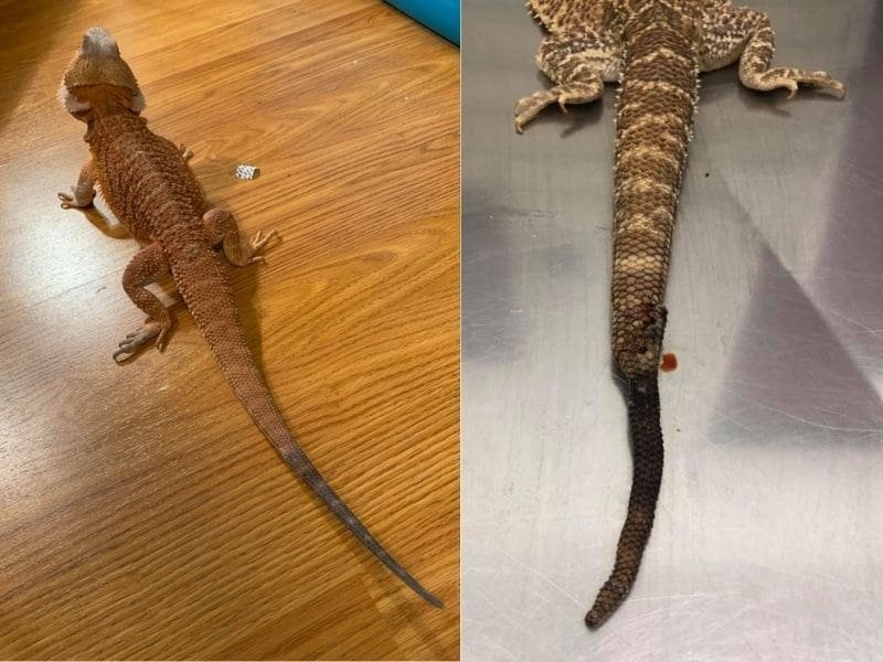 Reptile Tail Rot