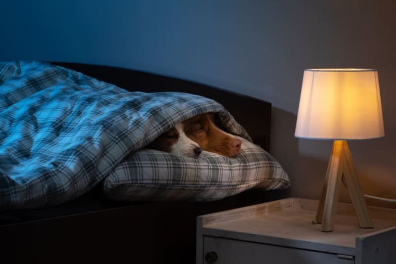 Dog Panting At Night