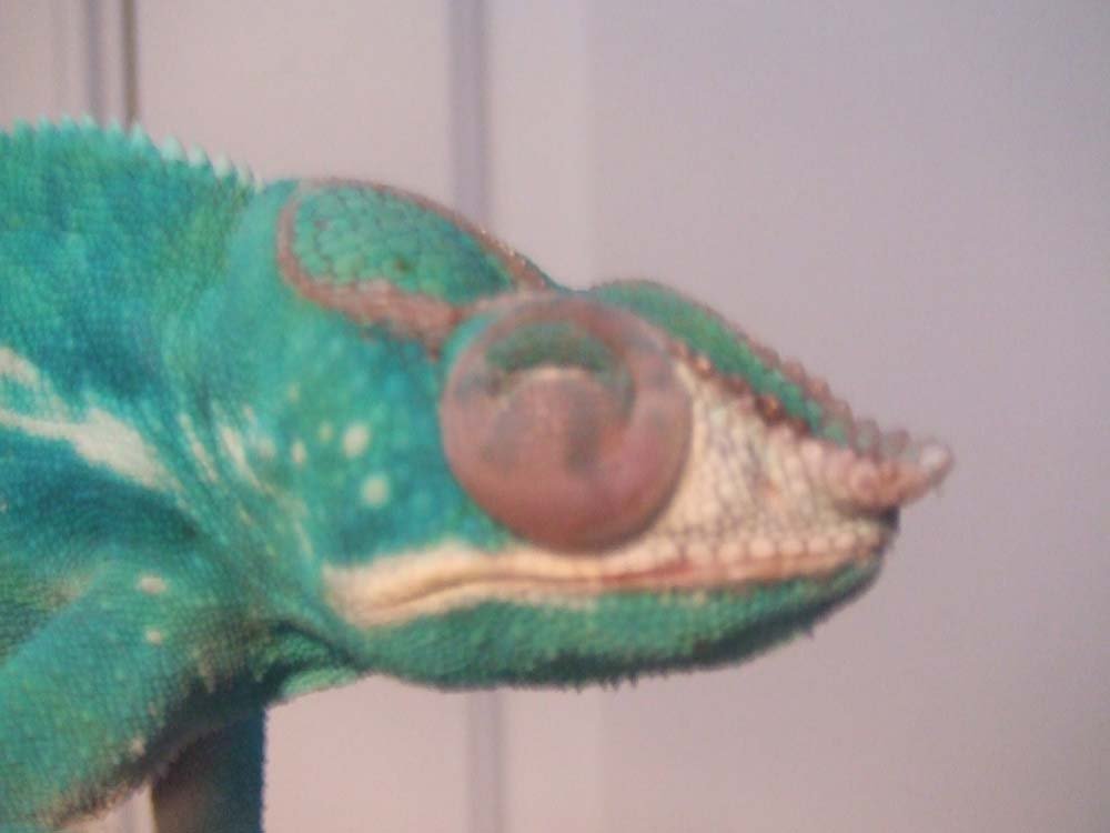 Reptile Eye Swelling