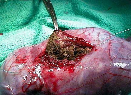 Reptile Constipation Signs