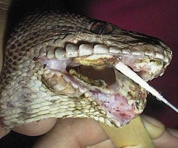 Reptile Stress Symptoms