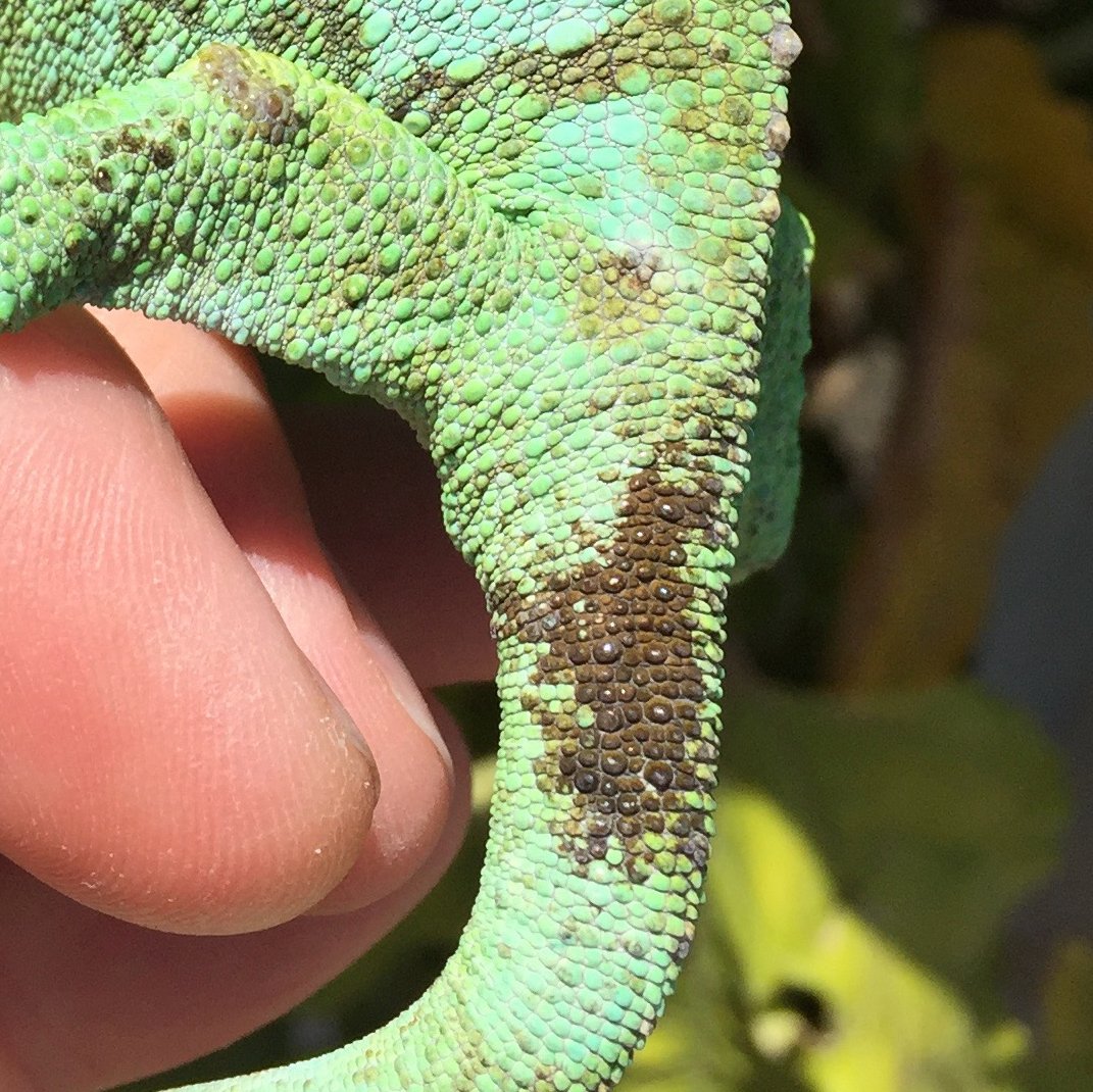 Reptile Skin Discoloration