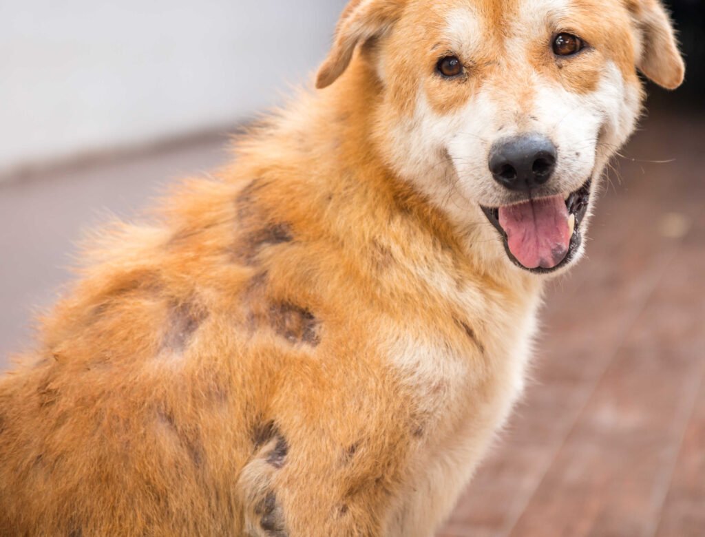 Dog Hair Loss Patches