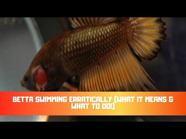 Fish Erratic Swimming