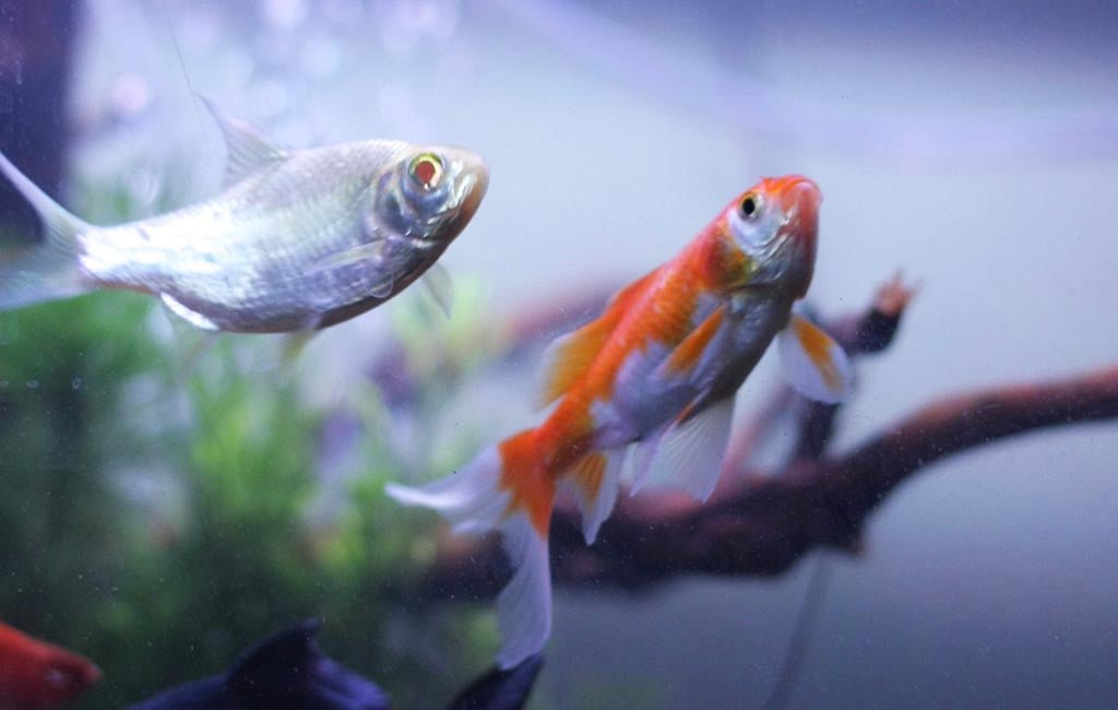 Fish Gasping Surface