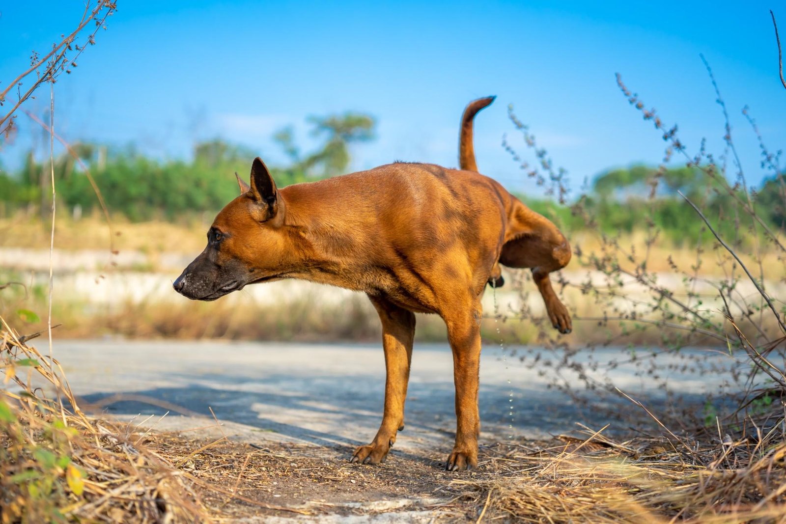 Dog Urinating Frequently