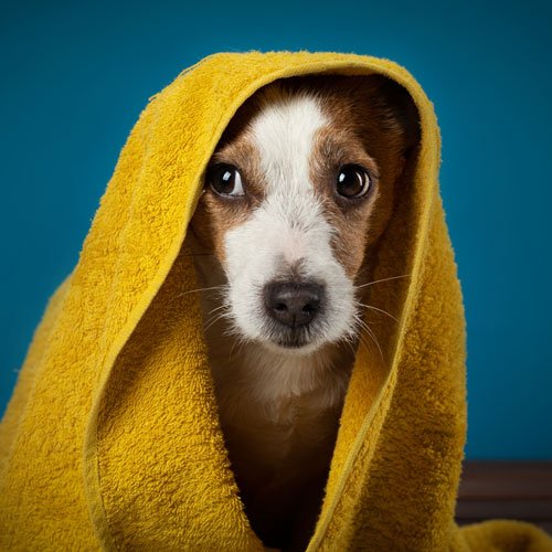 Dog Whining Without Reason