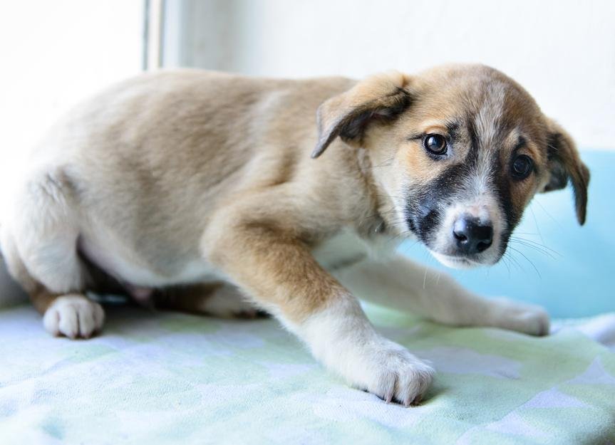 Dog Shaking And Trembling