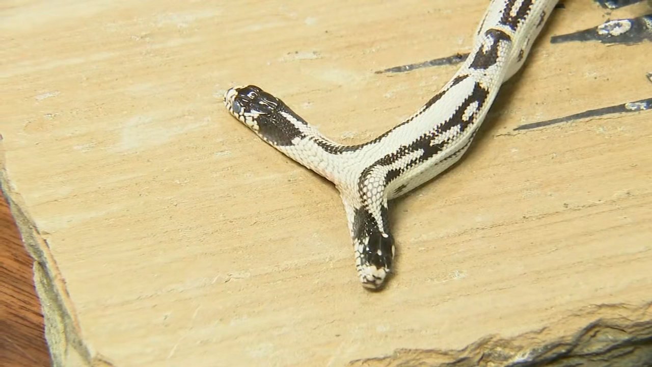 Reptile Sudden Death