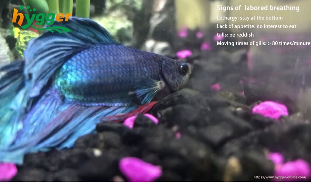 Fish Rapid Breathing