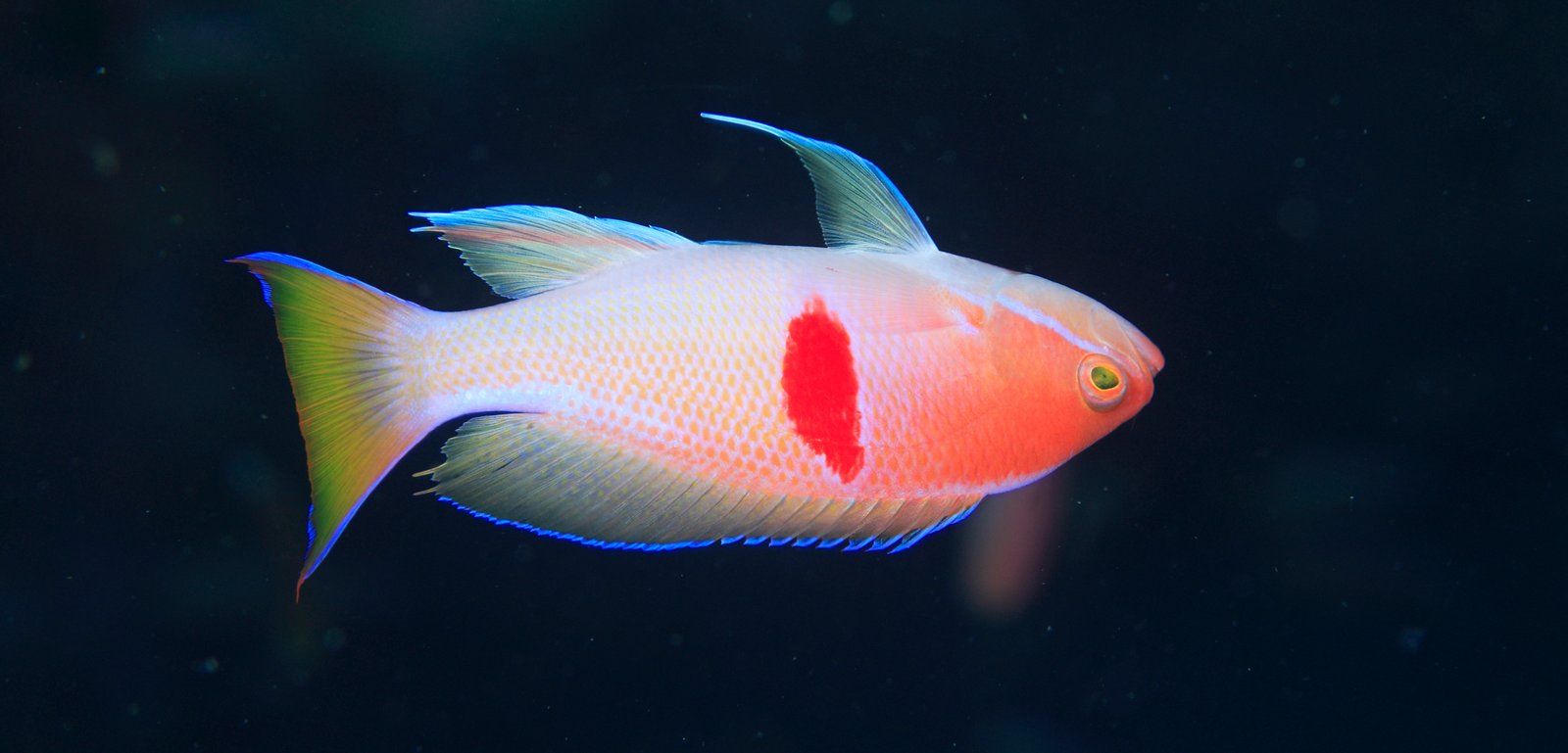 Fish Floating Upside Down