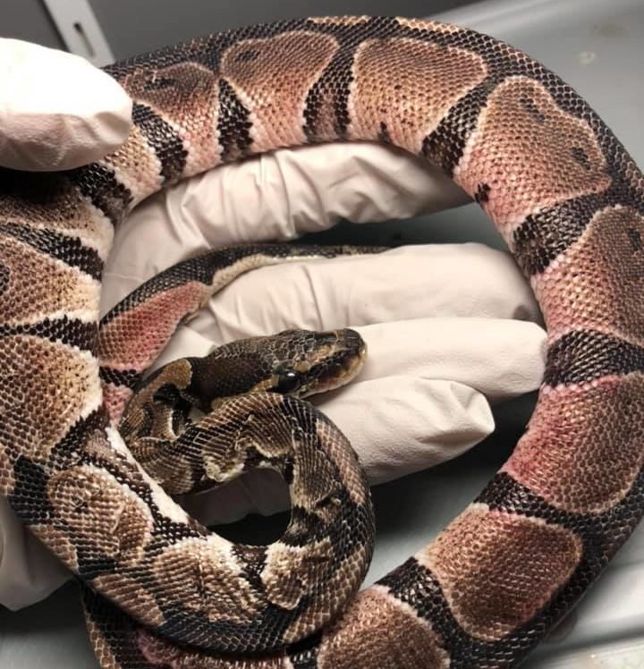 Reptile Skin Discoloration