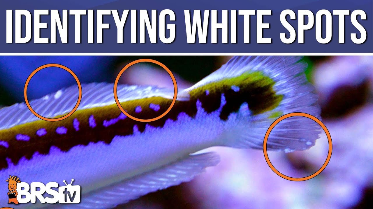 Fish White Spots