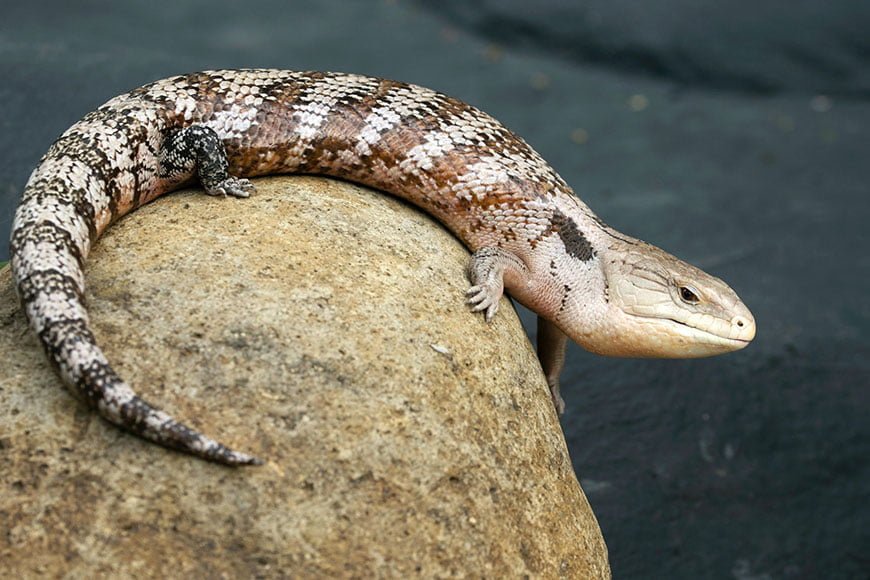 Reptile Stress Symptoms