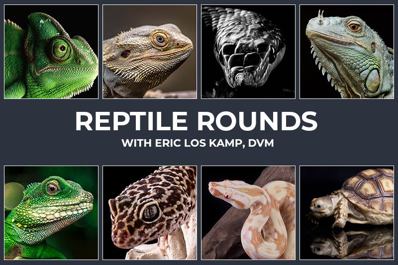 Reptile Breathing Issues