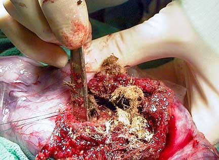 Reptile Constipation Signs