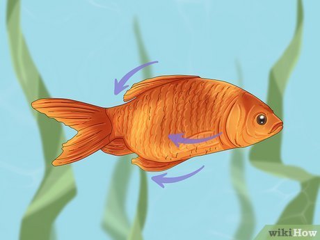 Fish Swimming Sideways