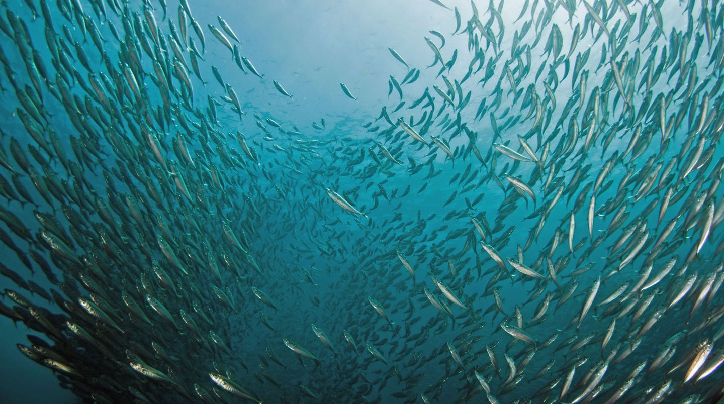 Fish Darting Around