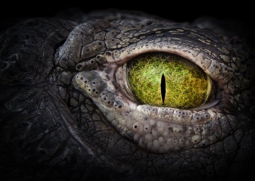 Reptile Eye Closing